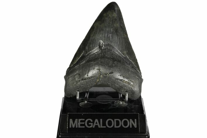 Fossil Megalodon Tooth - Georgia #144295
